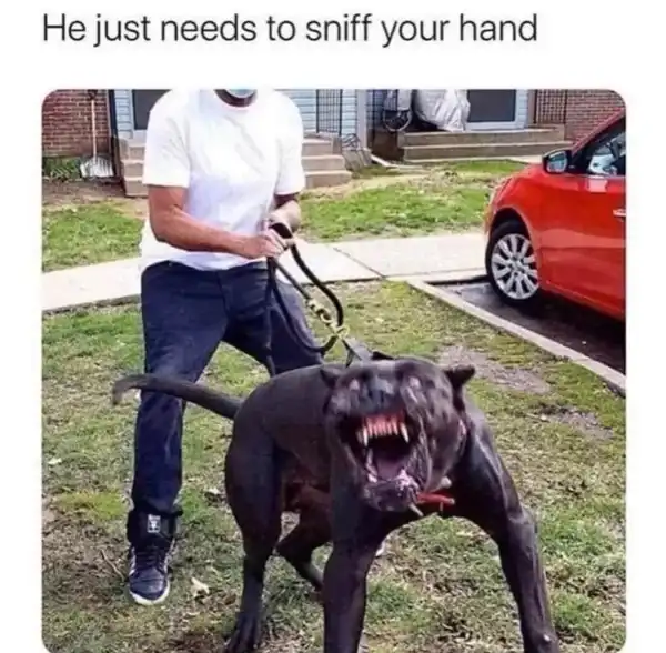 Current Meme