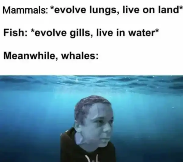 Current Meme